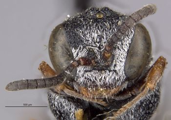 Media type: image;   Entomology 23399 Aspect: head frontal view